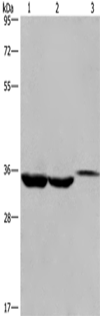 Rabbit Polyclonal Antibody to ING2