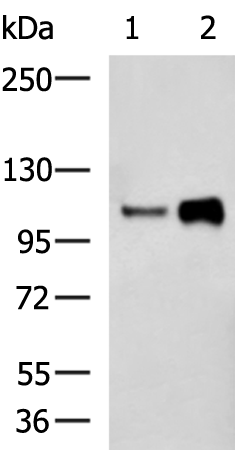 Rabbit Polyclonal Antibody to ITGB3