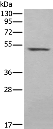 Rabbit Polyclonal Antibody to IRF8