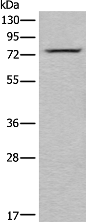 Rabbit Polyclonal Antibody to IRAK3