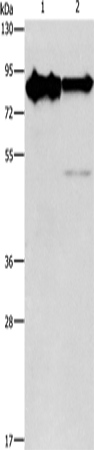 Rabbit Polyclonal Antibody to KIF3A