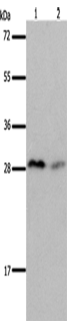 Rabbit Polyclonal Antibody to KLK7