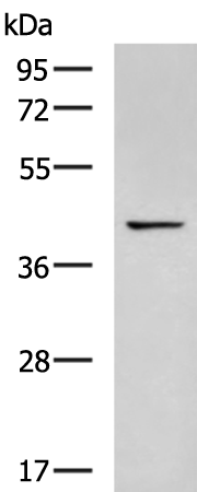 Rabbit Polyclonal Antibody to CD207