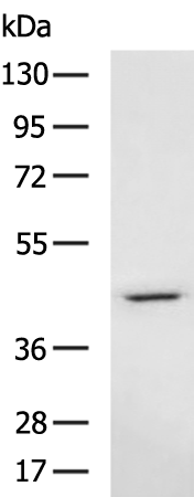Rabbit Polyclonal Antibody to LAIR1