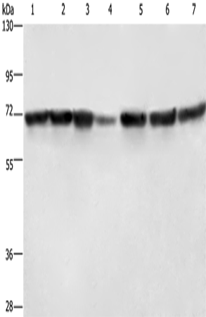 Rabbit Polyclonal Antibody to LMNB1