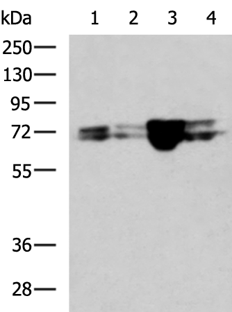 Rabbit Polyclonal Antibody to LMNA