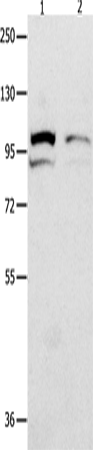 Rabbit Polyclonal Antibody to MVP