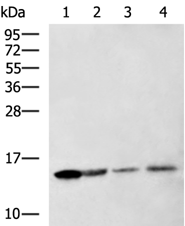 Rabbit Polyclonal Antibody to LYZ