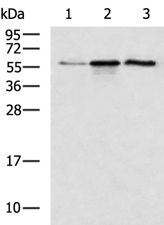 Rabbit Polyclonal Antibody to LYVE1