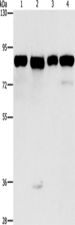 Rabbit Polyclonal Antibody to MAD1L1