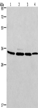 Rabbit Polyclonal Antibody to MAD2L1BP