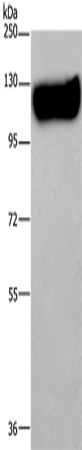 Rabbit Polyclonal Antibody to MAG