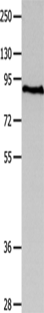 Rabbit Polyclonal Antibody to MAGED1