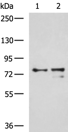 Rabbit Polyclonal Antibody to MASP1