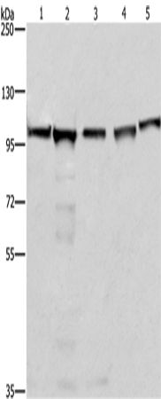 Rabbit Polyclonal Antibody to MCM6