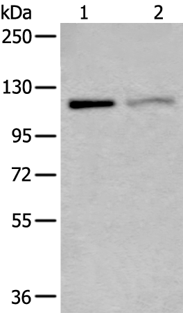 Rabbit Polyclonal Antibody to MCM9