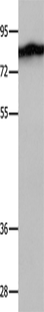 Rabbit Polyclonal Antibody to MCM7