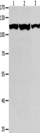 Rabbit Polyclonal Antibody to MCM3