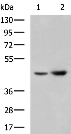 Rabbit Polyclonal Antibody to MICA