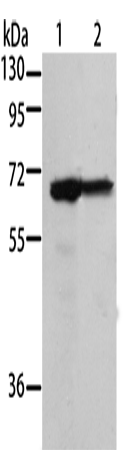 Rabbit Polyclonal Antibody to MSN