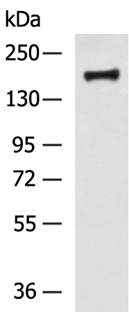 Rabbit Polyclonal Antibody to MSH6
