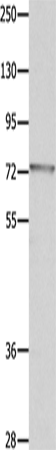 Rabbit Polyclonal Antibody to MUC20