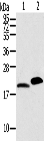 Rabbit Polyclonal Antibody to MYL2