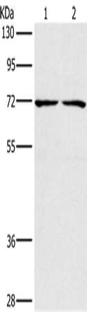 Rabbit Polyclonal Antibody to CHRNA4
