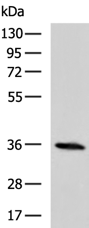 Rabbit Polyclonal Antibody to NAIF1