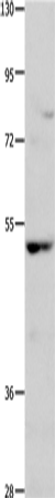 Rabbit Polyclonal Antibody to NCK1