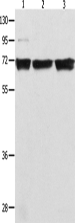 Rabbit Polyclonal Antibody to RELA