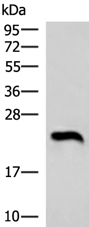 Rabbit Polyclonal Antibody to NEUROG3