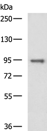 Rabbit Polyclonal Antibody to MAP3K14