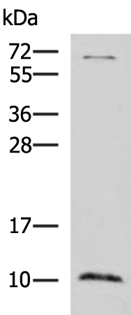 Rabbit Polyclonal Antibody to NPY