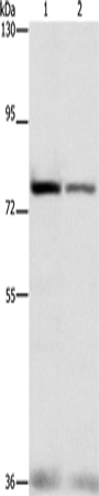 Rabbit Polyclonal Antibody to NFE2L1