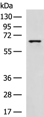 Rabbit Polyclonal Antibody to NFE2L2