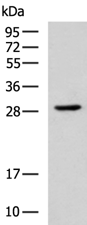 Rabbit Polyclonal Antibody to BDNF