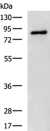 Rabbit Polyclonal Antibody to OAS2
