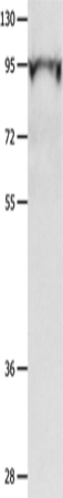 Rabbit Polyclonal Antibody to POU2F1