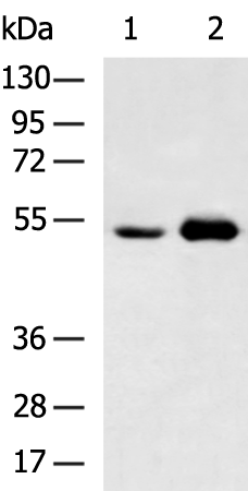 Rabbit Polyclonal Antibody to POU2F2