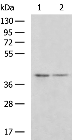 Rabbit Polyclonal Antibody to MAP2K3