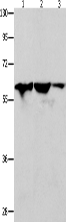 Rabbit Polyclonal Antibody to DNAJC7