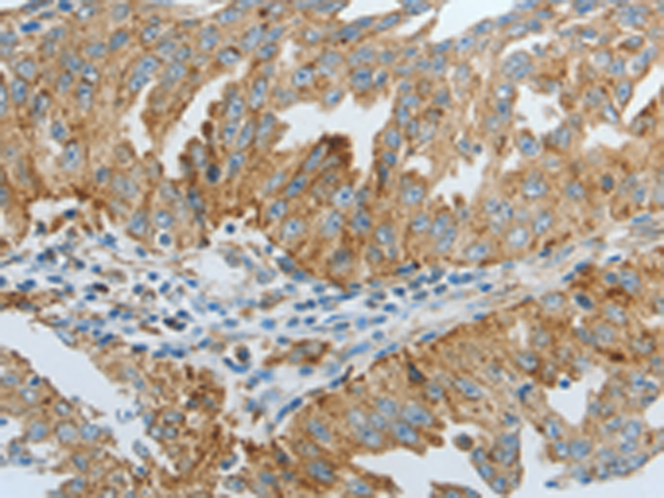 Rabbit Polyclonal Antibody to DNAJC10