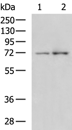 Rabbit Polyclonal Antibody to TP73