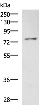 Rabbit Polyclonal Antibody to PAK5