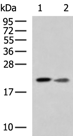 Rabbit Polyclonal Antibody to FAM3A
