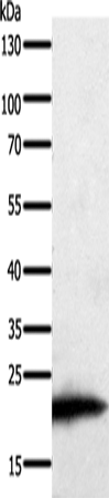 Rabbit Polyclonal Antibody to PARK7