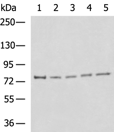 Rabbit Polyclonal Antibody to CDH3