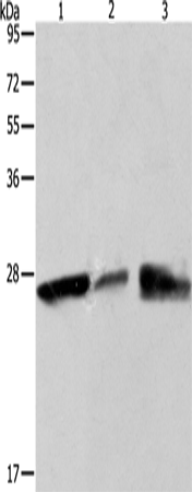 Rabbit Polyclonal Antibody to PDCD10
