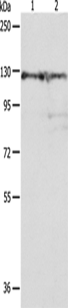 Rabbit Polyclonal Antibody to PC